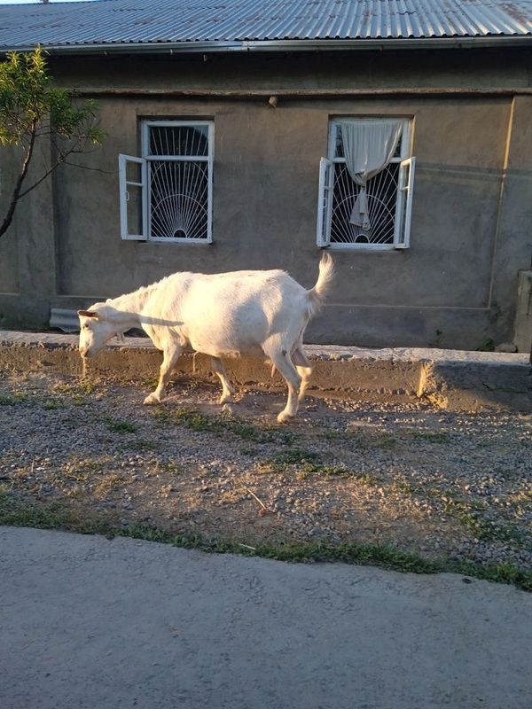 Продается коза зааненской молочной породы