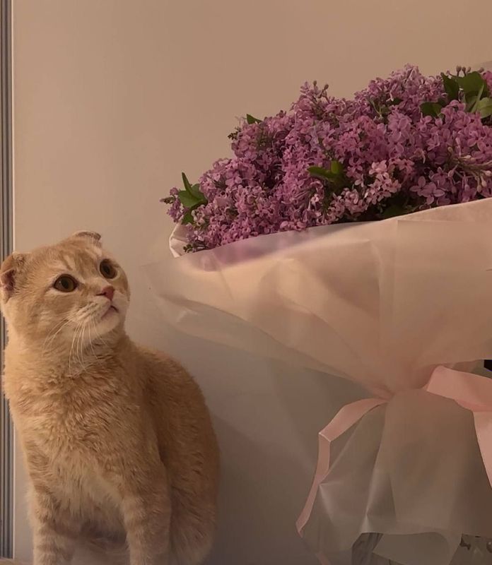 ВЯЗКА. Скотиш фолд Красавец мачо кот и сердцеед приглашает кошечку н ВЯЗКА. Скотиш фолд Красавец мачо кот и сердцеед приглашает кошечку н