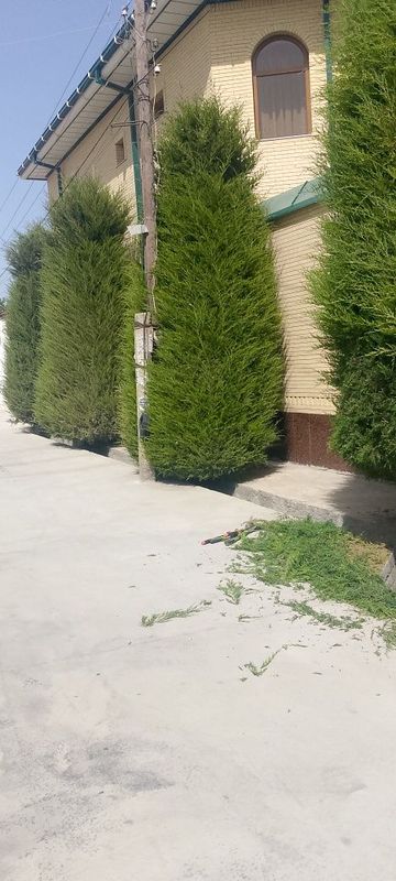 Archa gul va zaborchalar daraxt kesish Archa gul va zaborchalar daraxt kesish