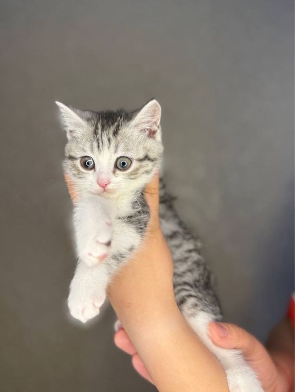 Котята девочки в хорошие руки Котята девочки в хорошие руки