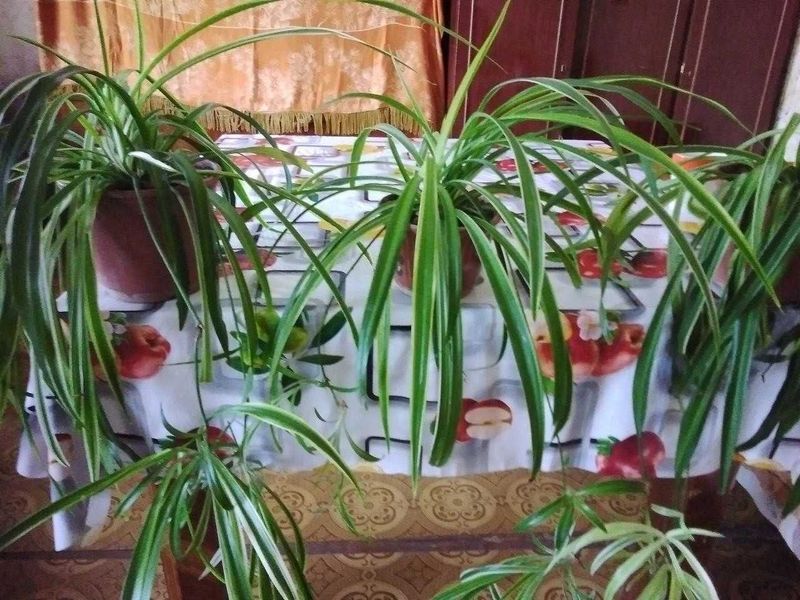 Хлорофитум комнатный или в офис Хлорофитум комнатный или в офис