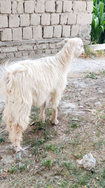 Echki sotiladi axta qilingan 4oylik Echki sotiladi axta qilingan 4oylik