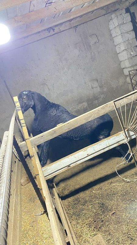 Продаю овцов бараны Продаю овцов бараны