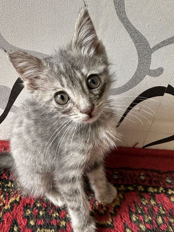 Mushukcha hadyaga beriladi qiz bola giprit Mushukcha hadyaga beriladi qiz bola giprit