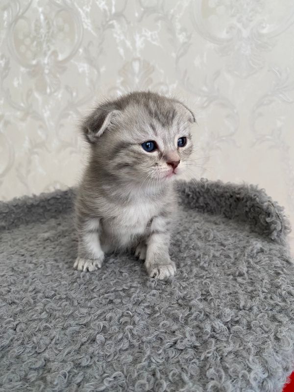 Котята Котята