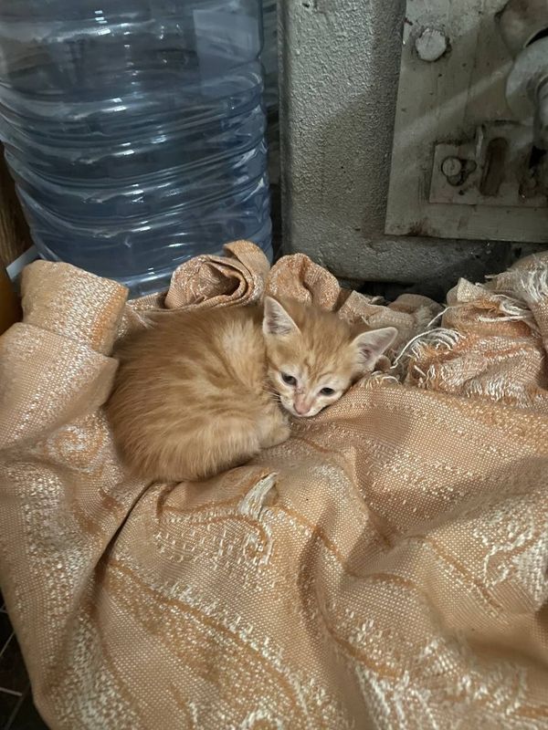 Отдам котёнка в хорошие руки Отдам котёнка в хорошие руки
