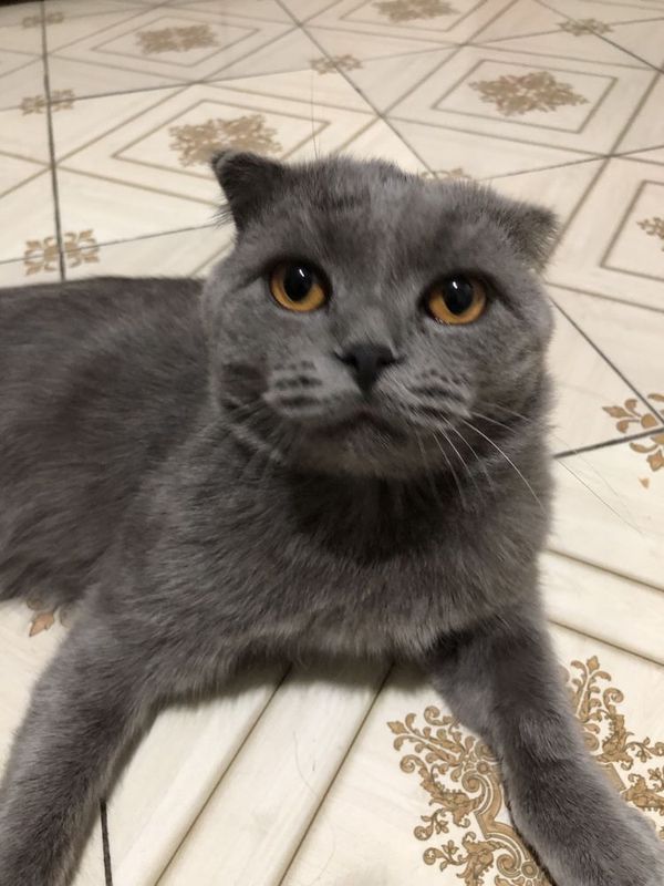 Вязка Скотиш Фолд