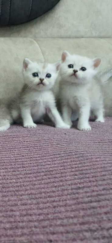 Котёнок продаётся Котёнок продаётся