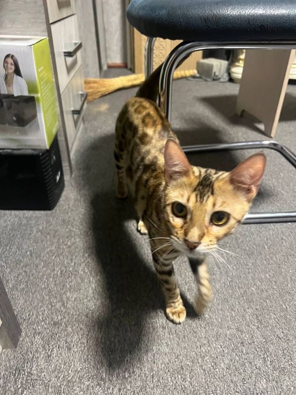 Бенгальская кошка Бенгальская кошка