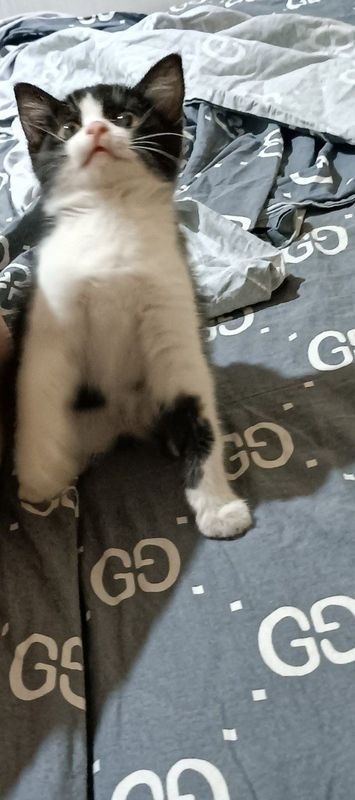 Котенок 2 месяца