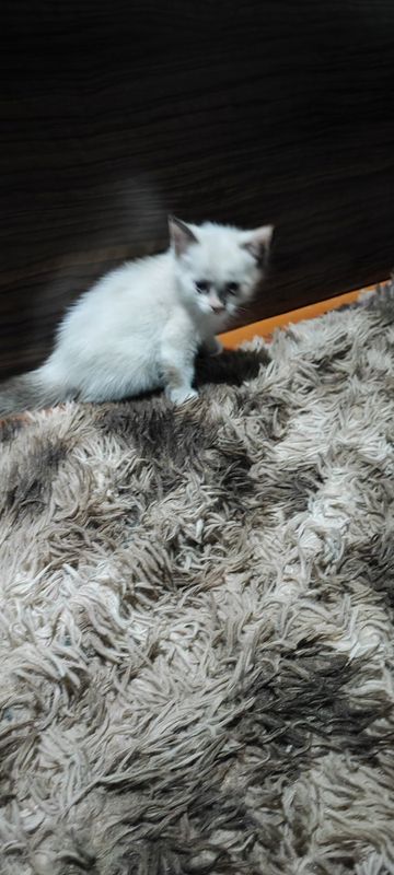 Продаются котята недорого
