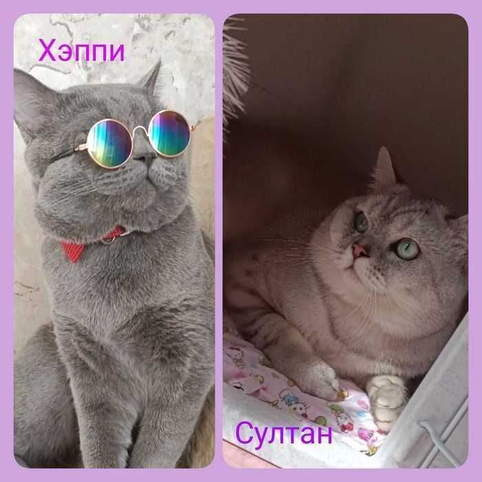 Шотландские коты скоттиш страйт НА ВЯЗКУ можно и под алиментного Шотландские коты скоттиш страйт НА ВЯЗКУ можно и под алиментного