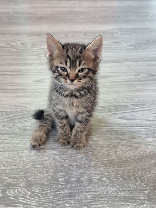 Кошка пародистая Кошка пародистая