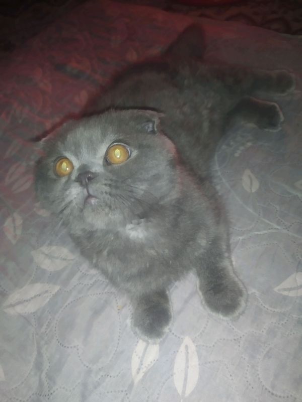 Mushuk