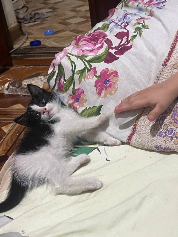 Котята домашние маленькие Котята домашние маленькие