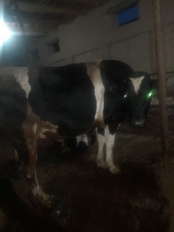 Buqa xokiz sotiladi boyi 1,60 la kotta narsa Buqa xokiz sotiladi boyi 1,60 la kotta narsa