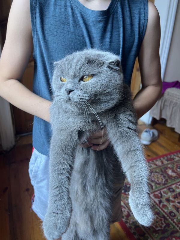 Скоттиш фолд скидка ‼️қиз бола, бартер қуёнга Скоттиш фолд скидка ‼️қиз бола, бартер қуёнга