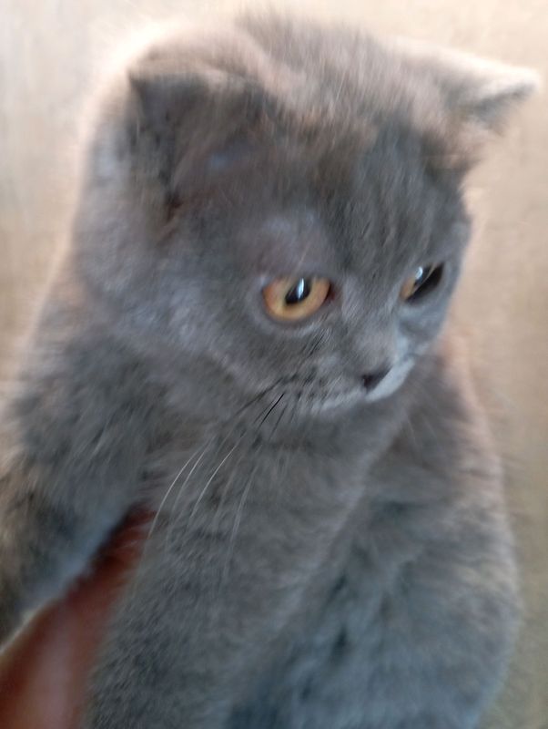 Шотландский котёнок 4 мес. мальчик Шотландский котёнок 4 мес. мальчик