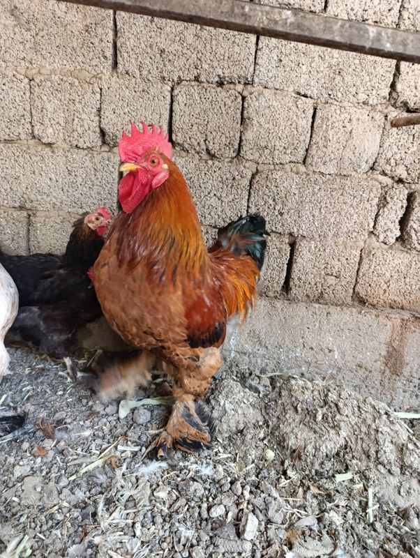 Xòroz sotiladi soğlom Xòroz sotiladi soğlom
