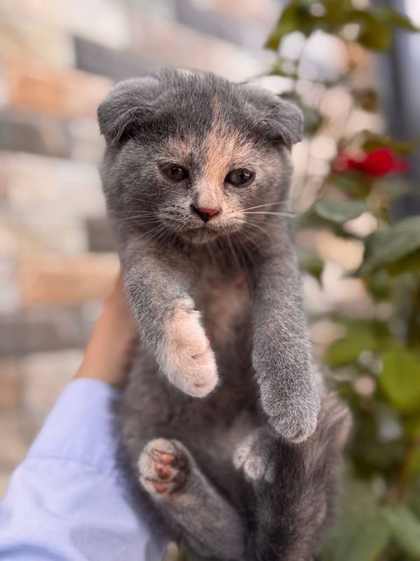 Кошка вислоухая Кошка вислоухая