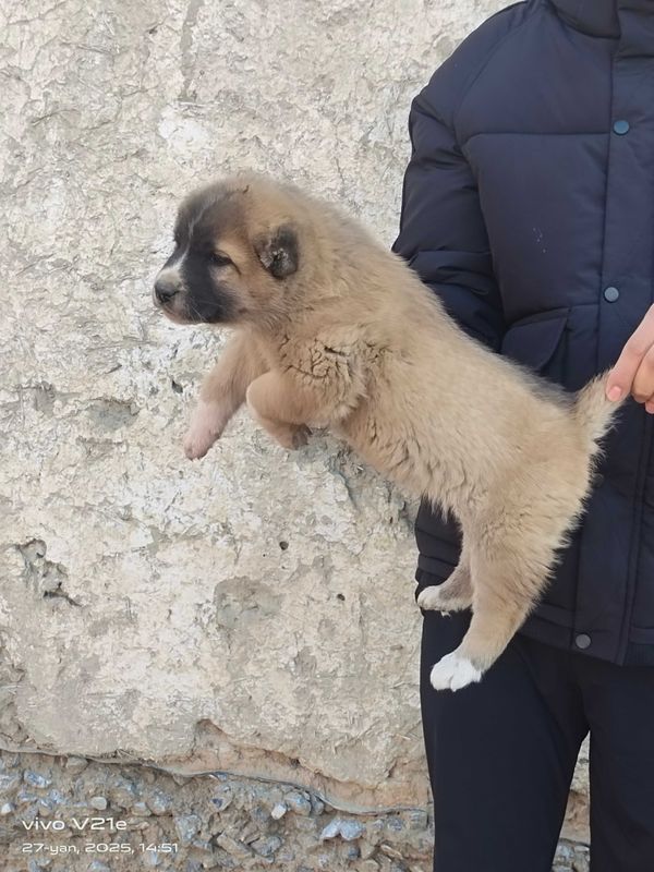 Erkak katta boʻladigan kuchukcha narxi 650 ming