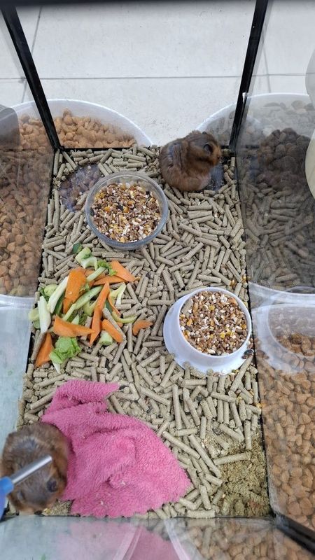 Продаю морских свинок и хомяков Продаю морских свинок и хомяков