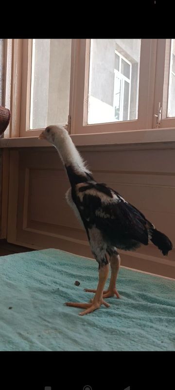 Dakan joja xoroz sotiladi Dakan joja xoroz sotiladi