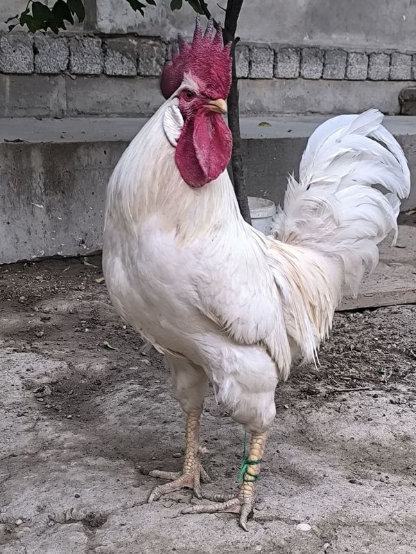 Xoroz bor 2.5yo 3 kilo chiqadi yosh ozimiz boqanmiz jojaligidan 1 dona Xoroz bor 2.5yo 3 kilo chiqadi yosh ozimiz boqanmiz jojaligidan 1 dona