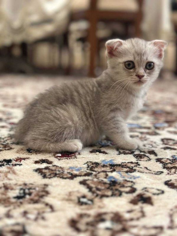 Продам котят от серебристой шиншиллы фолд.
