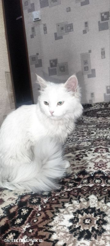 Turkish angora toza zotli