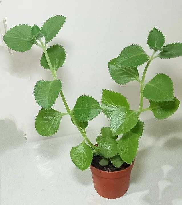 Продам. Плектрантус или домашняя мята. Продам. Плектрантус или домашняя мята.