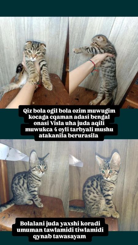 Otasi bengal onasi Visla uxla ikkala tomon zotor Otasi bengal onasi Visla uxla ikkala tomon zotor