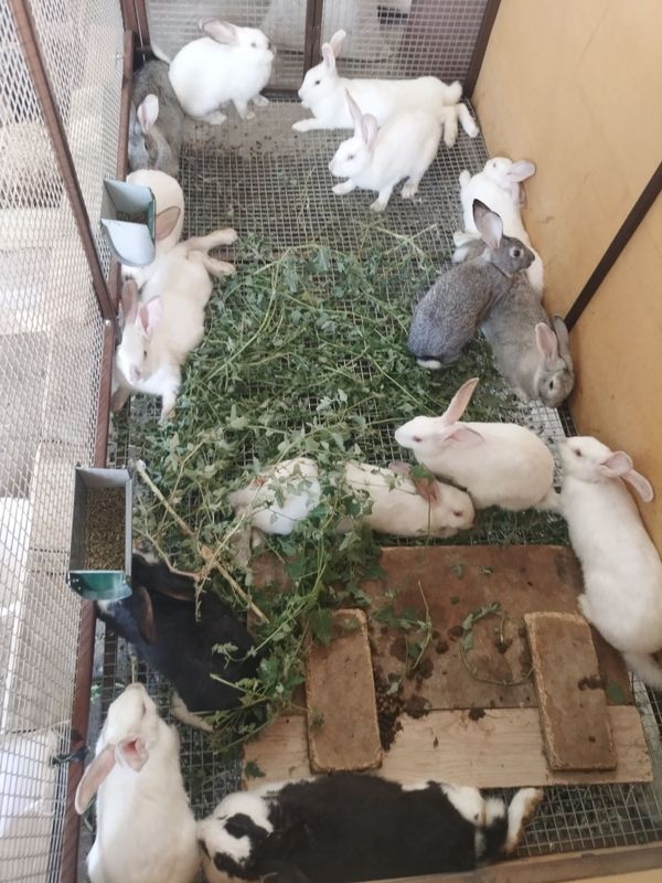 Quyonlar sotiladi . Quyonlar sotiladi .