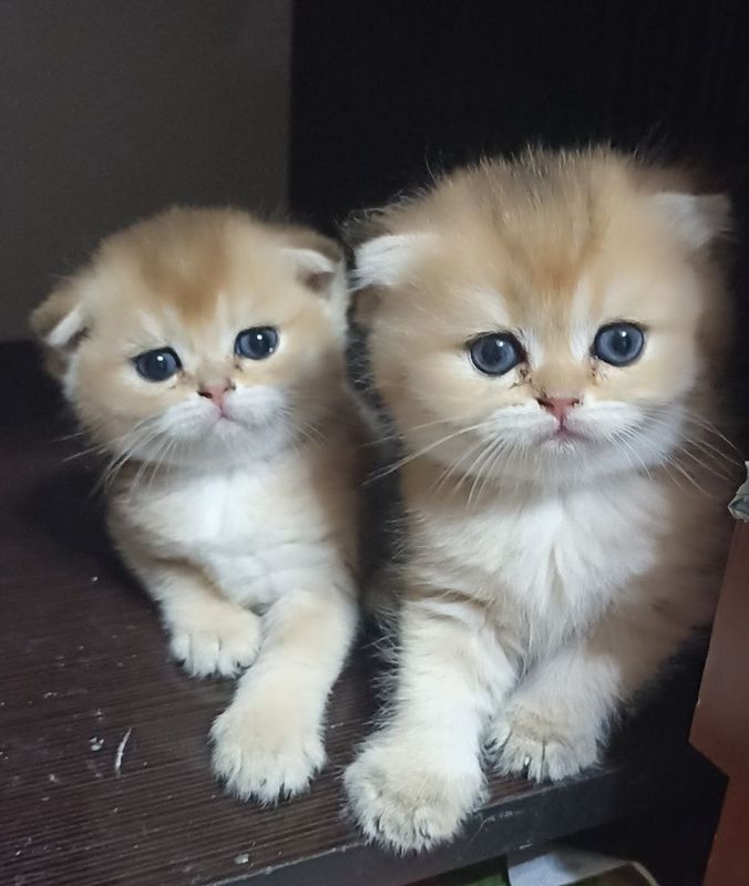 Золотой шиншиллы Золотой шиншиллы
