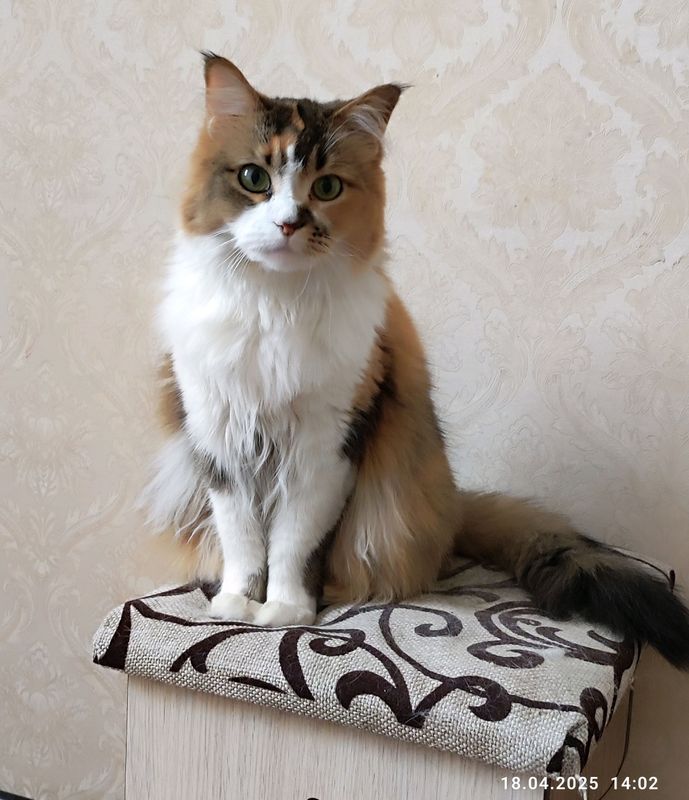 кошка мейн кун кошка мейн кун