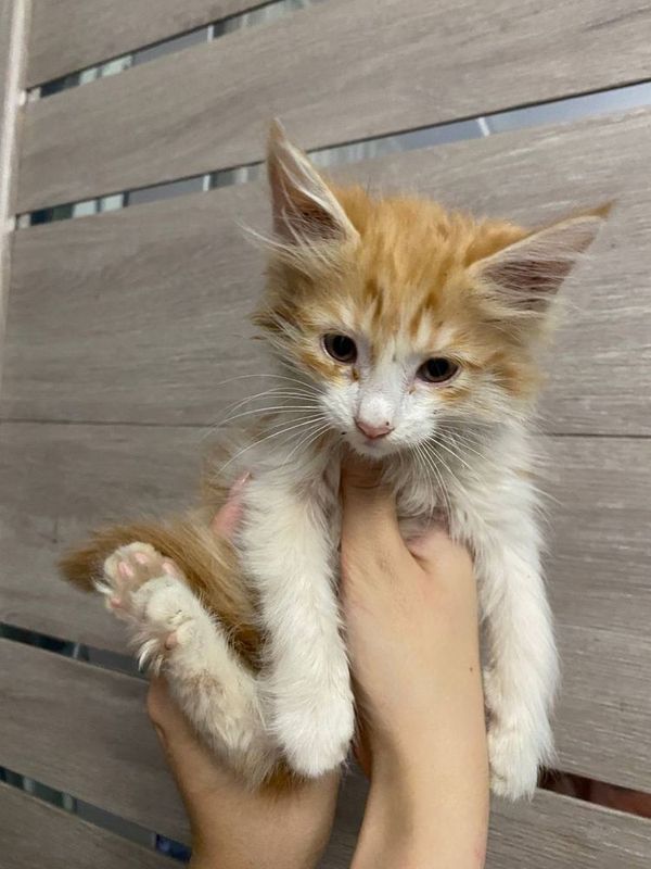 Котенок в добрые руки Котенок в добрые руки