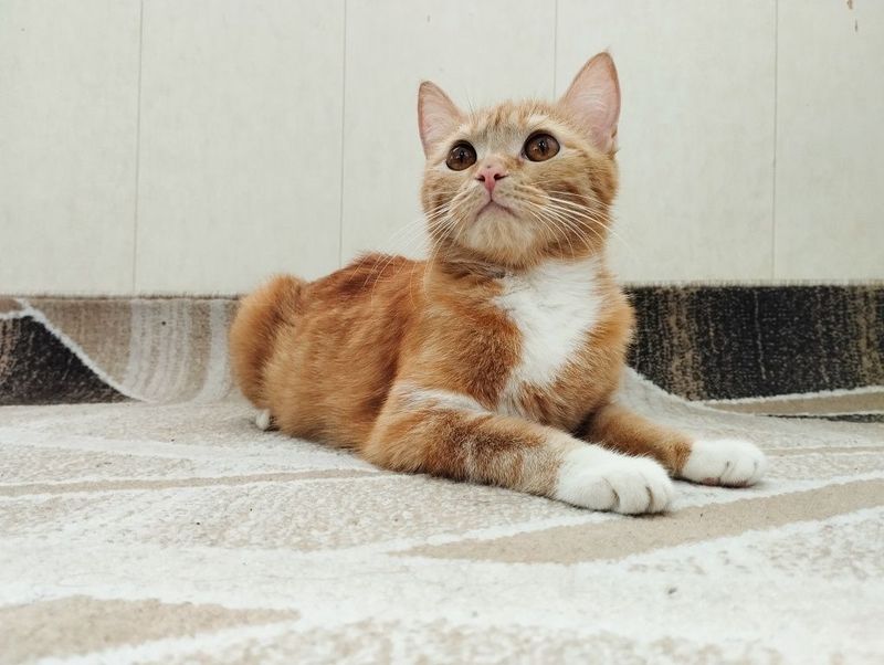 Отдам в добрые руки кошку Отдам в добрые руки кошку