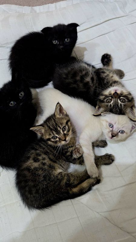 Скотиш страйт и Скотиш фолд Скотиш страйт и Скотиш фолд
