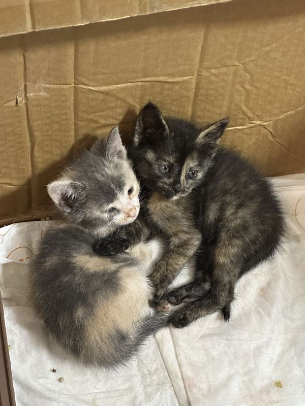 Котята в надежные руки Котята в надежные руки
