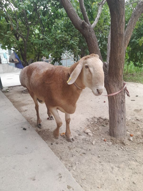 Qochqorlar Arashan boyi 90 sm 120kg