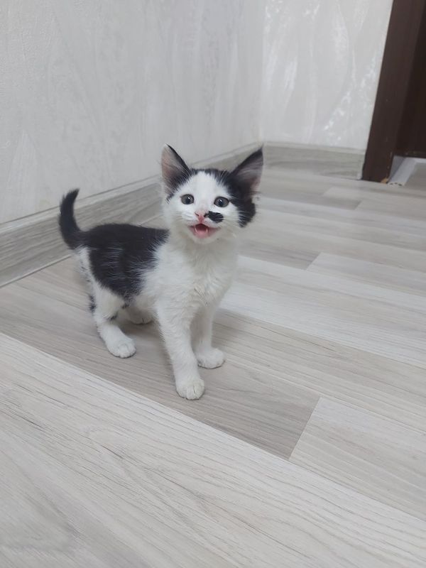 Отдам в хорошие руки Отдам в хорошие руки