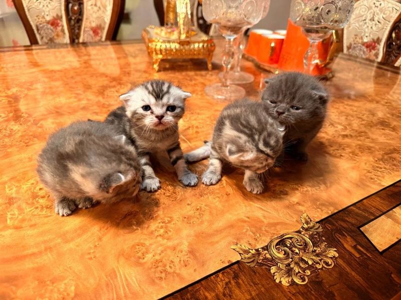 Очаровательные шотландские котята в поисках дома Очаровательные шотландские котята в поисках дома