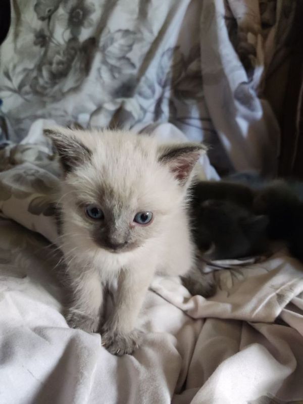 Котята породистые