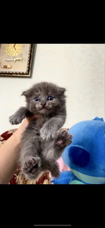 Котята вислоушки. Скотиш фолд Котята вислоушки. Скотиш фолд