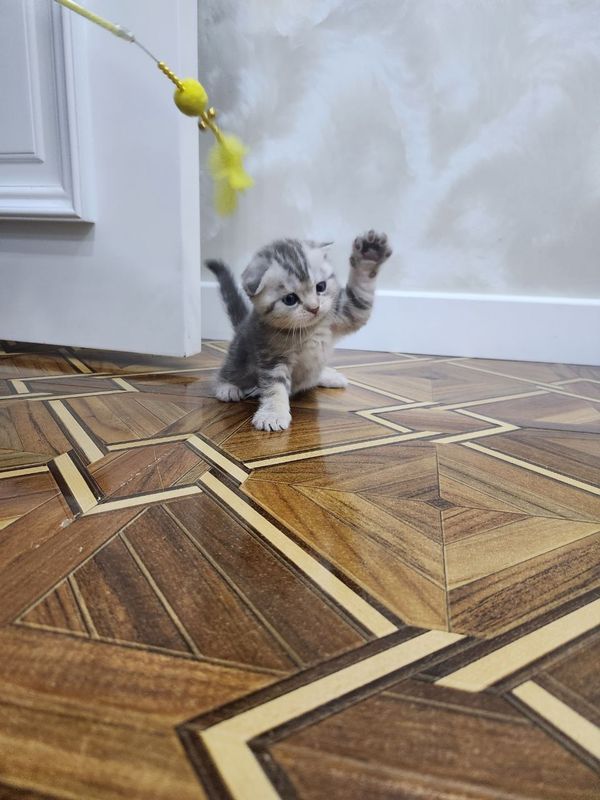 Продаются котята Продаются котята
