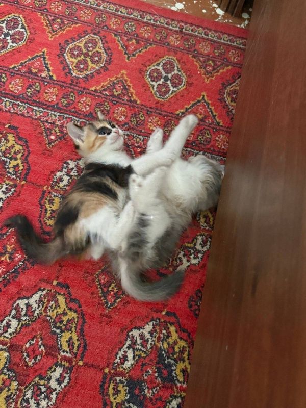 Отдам котят в хорошие руки! Отдам котят в хорошие руки!