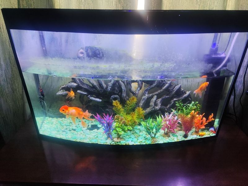 Aquarium sotiladi Aquarium sotiladi
