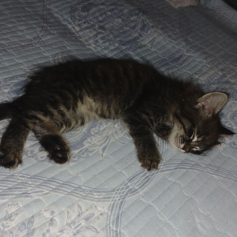 Отдам котёнка в добрые руки Отдам котёнка в добрые руки