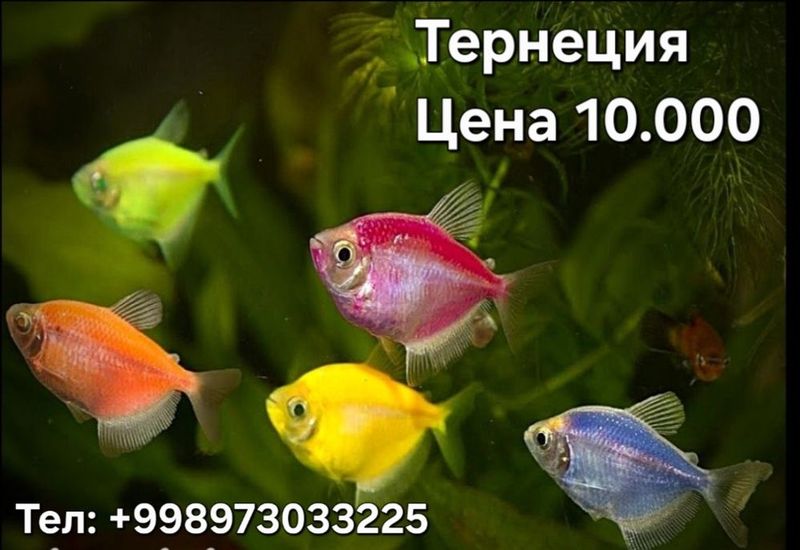 Тернеция Glo fish