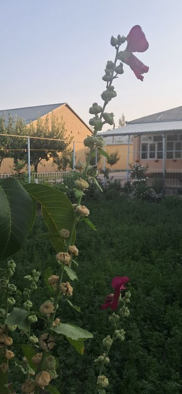 Bulungur shahridagi uy Bulungur shahridagi uy